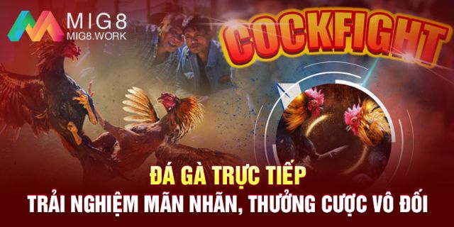 Tham gia đặt cược các trận đá gà kịch tính, hấp dẫn nhất